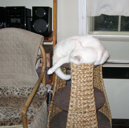 cat napping on perch