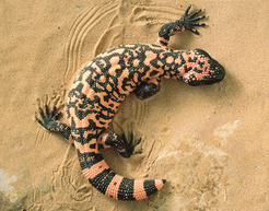 gila monster