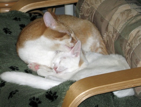 Picture of two cats in a chair