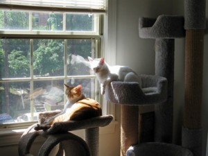 Two cats in tree by window