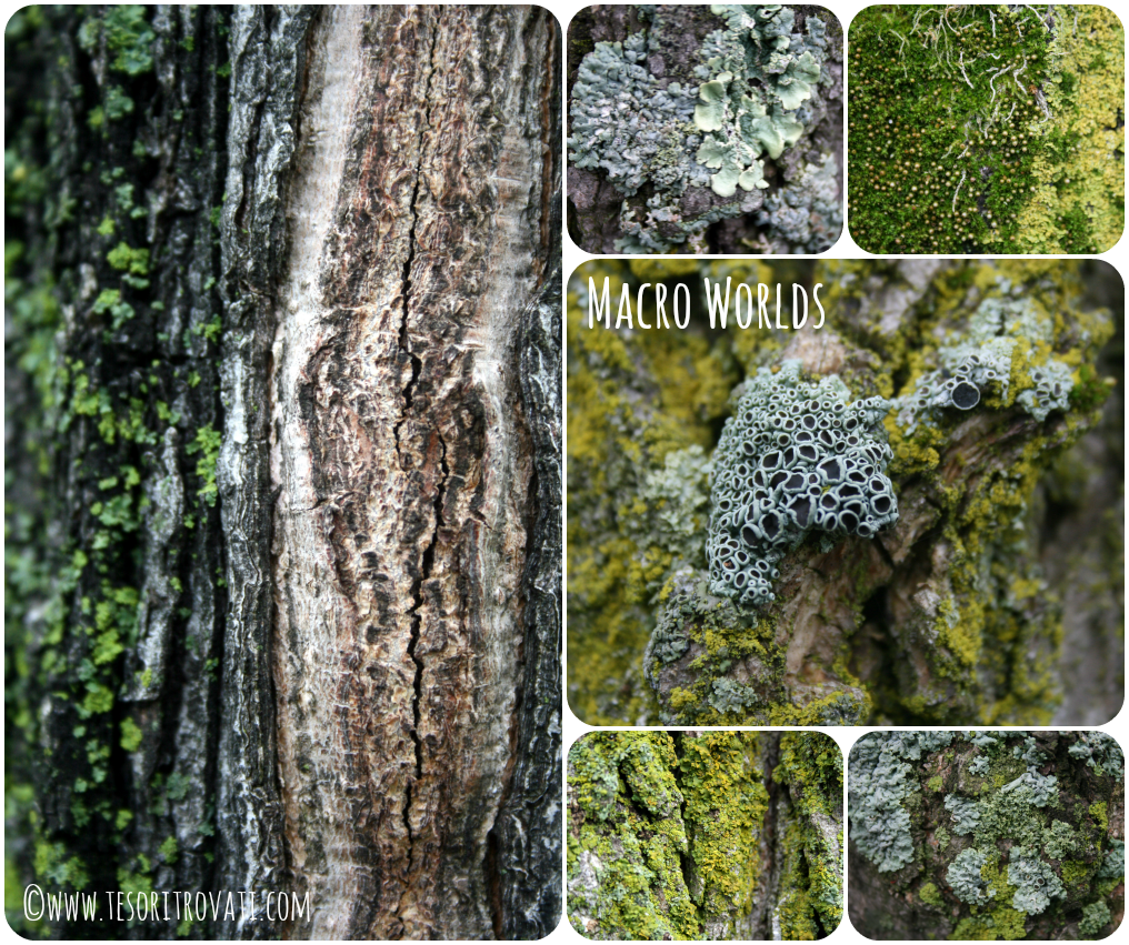 Collage of lichen and moss on tree bark