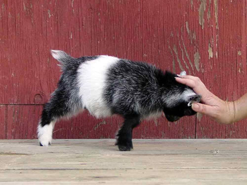 Pygmy goat butts hand