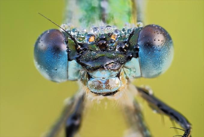 Emeral damselfly macro photo by Martin Amm