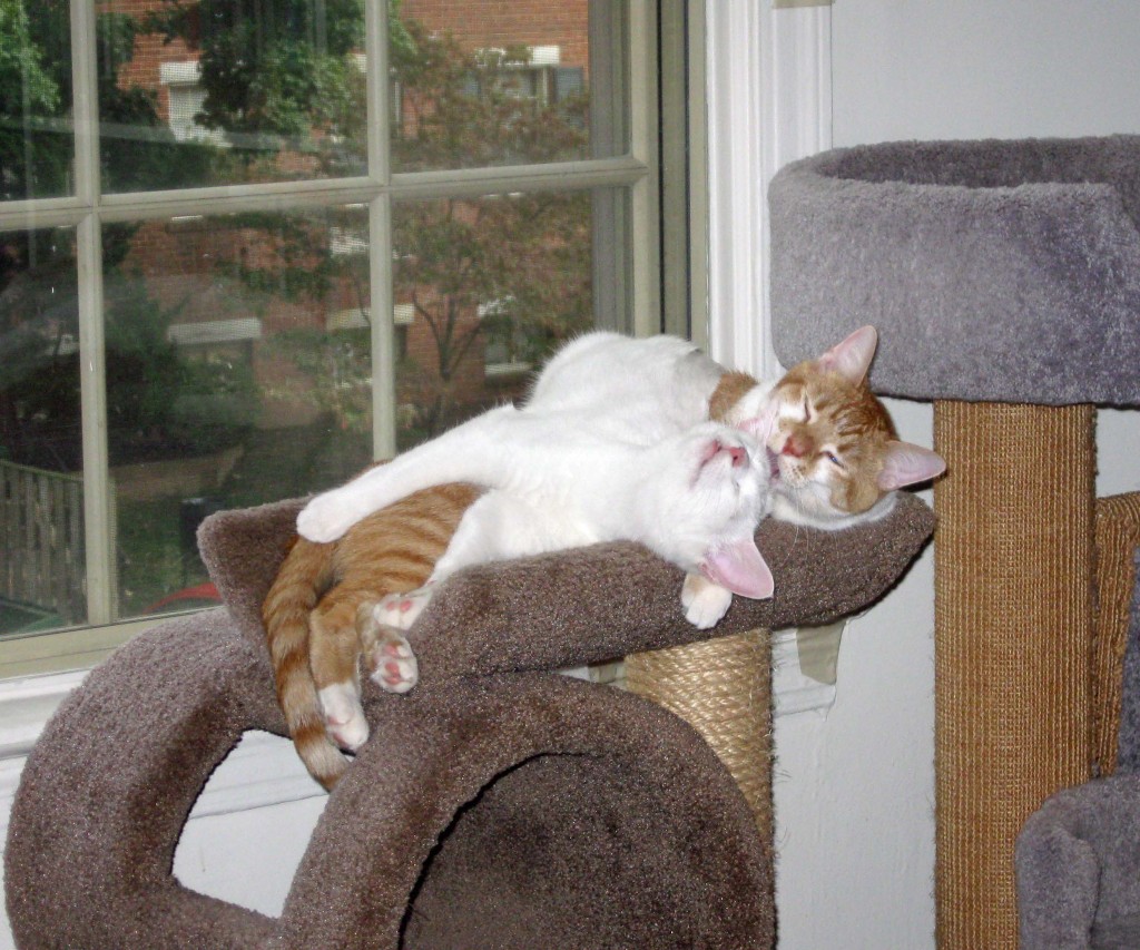 My two cats napping by a window