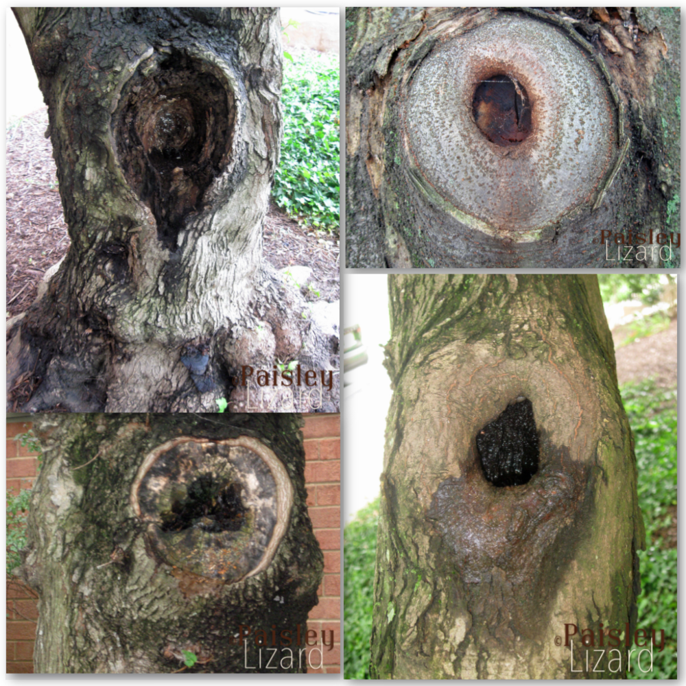 Collage with four photos of tree hollows.